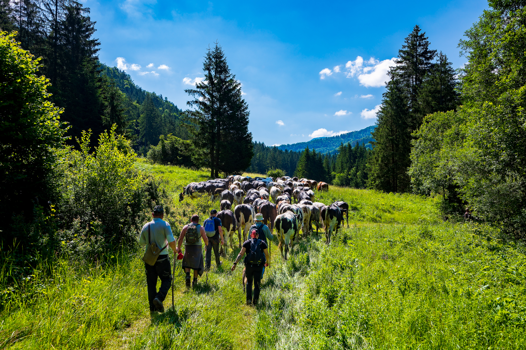 NZ6 0708 DxO DeepPRIME XD2s